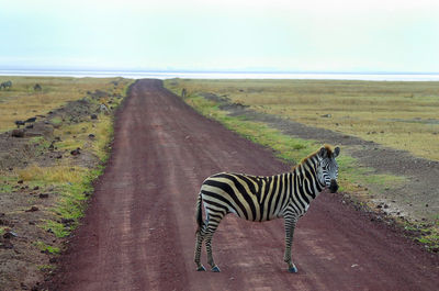 Side view of zebra crossing on road