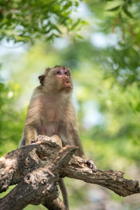 Low angle view of monkey sitting on tree