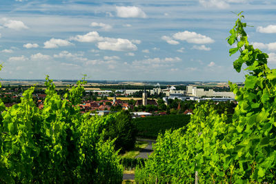 Trees and plants growing in city against sky