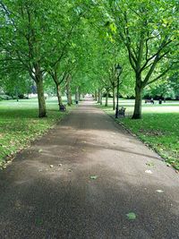 Road passing through forest