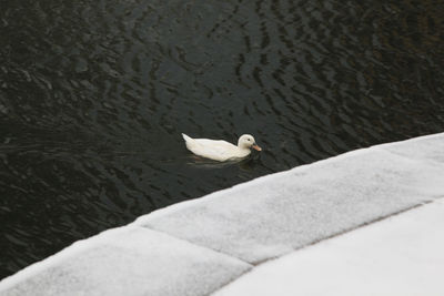 High angle view of white swan swimming in lake