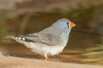 Close-up of bird perching outdoors