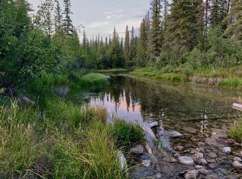Scenic view of lake in forest against sky