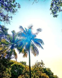 Low angle view of palm tree against clear blue sky