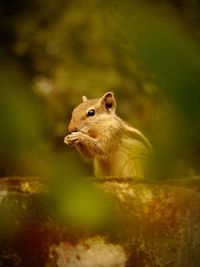 Close-up of squirrel