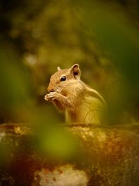 Close-up of cute little squirrel