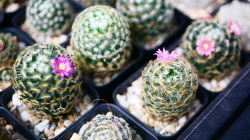 Close-up of pineapples for sale