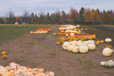 Pumpkins on field against sky during autumn