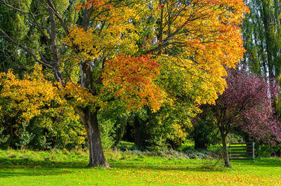 View of trees in park during autumn