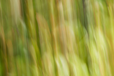 Full frame shot of plants growing on field