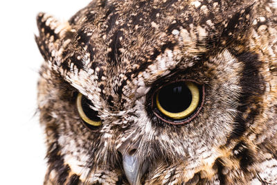 Close-up portrait of owl