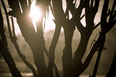 Sun shining through trees