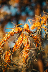 Close-up of berries on plant