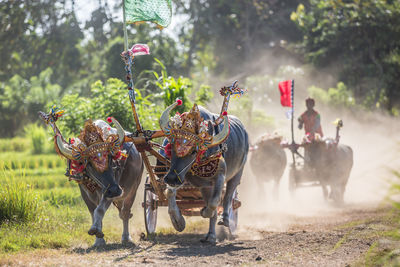 Side view of people riding horses