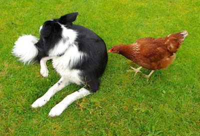 Full length of a dog on grass