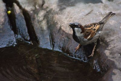 High angle view of bird perching on water