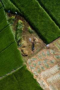 High angle view of footpath by grass