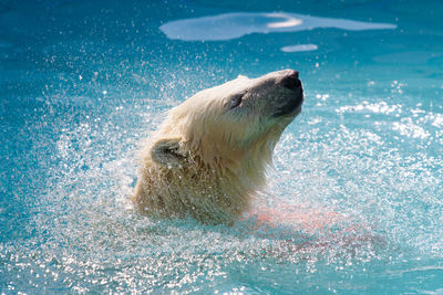 Close-up of polar bear in water