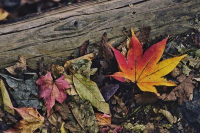 High angle view of maple leaves during autumn