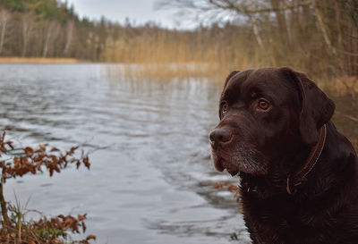 Dog looking away on lake