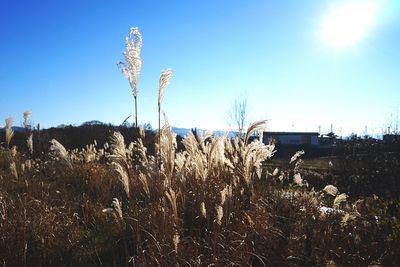 Plants growing on field against blue sky