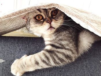 Close-up portrait of a cat