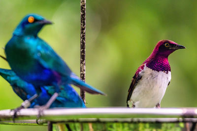 Close-up of birds perching on railing