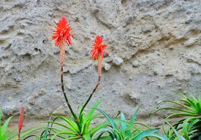 Close-up of red flowers