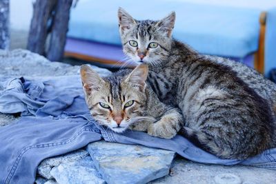 Portrait of cats on retaining wall