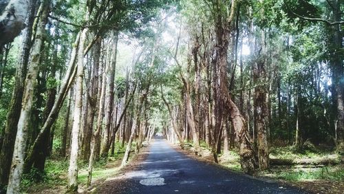 Dirt road amidst trees in forest