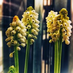 Close-up of yellow flowers blooming outdoors