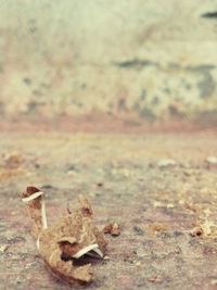 Close-up of dry leaf on field