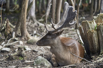 Deer in a forest