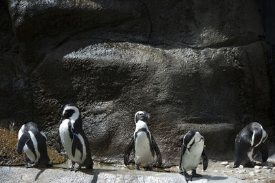 View of birds on rocks in zoo