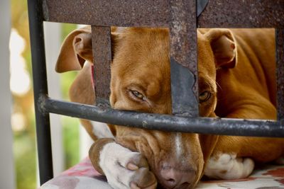 Close-up of a dog looking through metal fence