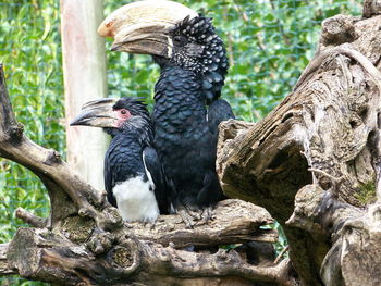 Bird perching on a tree