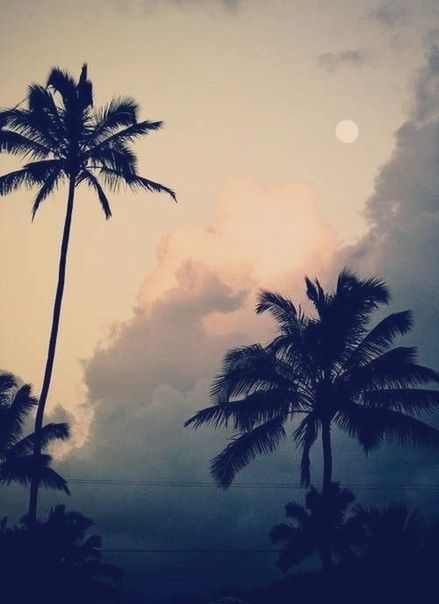 palm tree, tree, sky, silhouette, sunset, beauty in nature, scenics, tranquility, low angle view, cloud - sky, tranquil scene, nature, growth, dusk, idyllic, cloud, cloudy, outdoors, no people, coconut palm tree