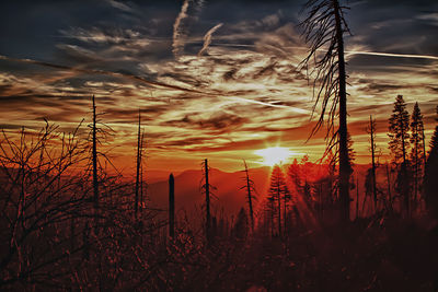 Close-up of plants on field against sky during sunset