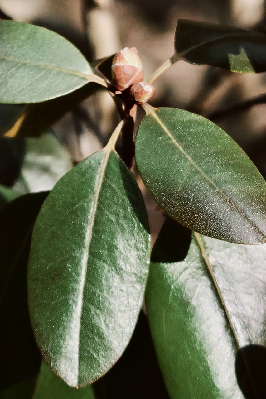 CLOSE-UP OF FRESH GREEN LEAVES WITH PLANT