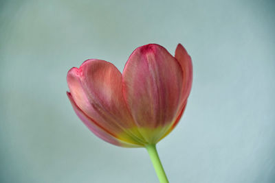 Close-up of red tulip against white background