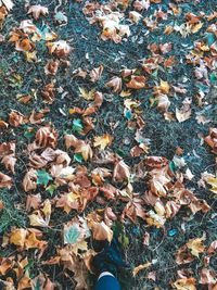 High angle view of maple leaves on street