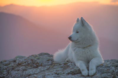 Close-up of cat sitting on rock against sky during sunset