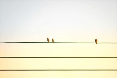 Low angle view of bird perching against clear sky