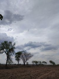 Trees on field against sky