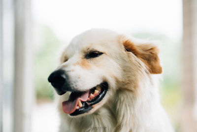 A fluffy and fat white dog just like me. cheerful and smiling when going for a walk