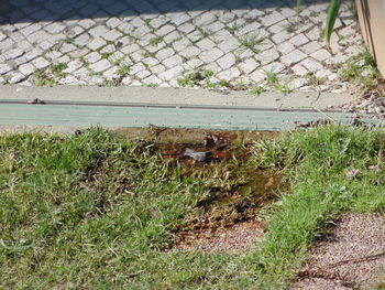 High angle view of horse on grass