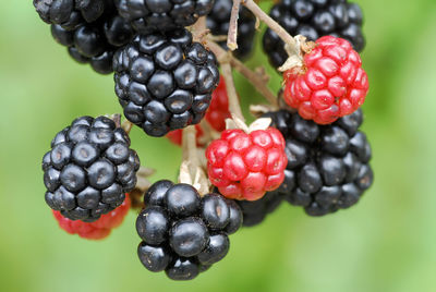 Close-up of strawberries