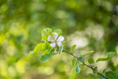 Close-up of flowering plant