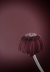 Close-up of flowers over white background