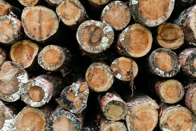 Full frame image of tree stumps